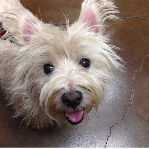 Fundraiser for my puppy's surgery - Picture 4 of 4