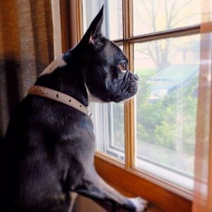 Meet My Cute Boston Terrier Poshmark Helper!