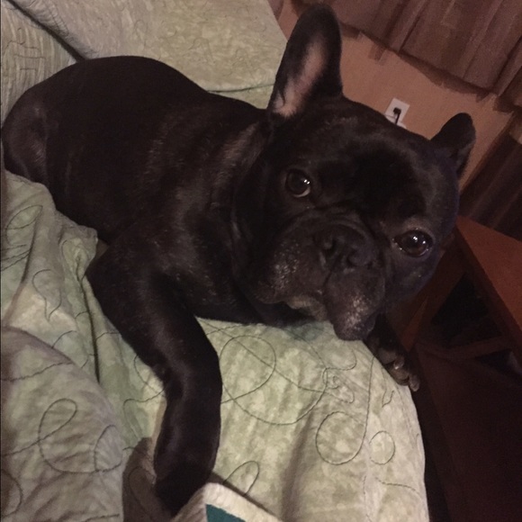 The naughtiest french bulldog that ever lived! - Picture 2 of 3