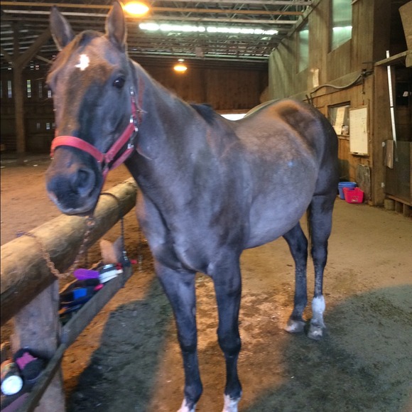 Tack and Riding Equipment - Picture 2 of 2