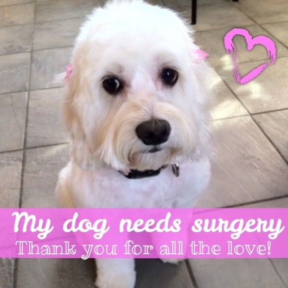 Tinks surgery fund ❤️❤️ - Picture 3 of 3