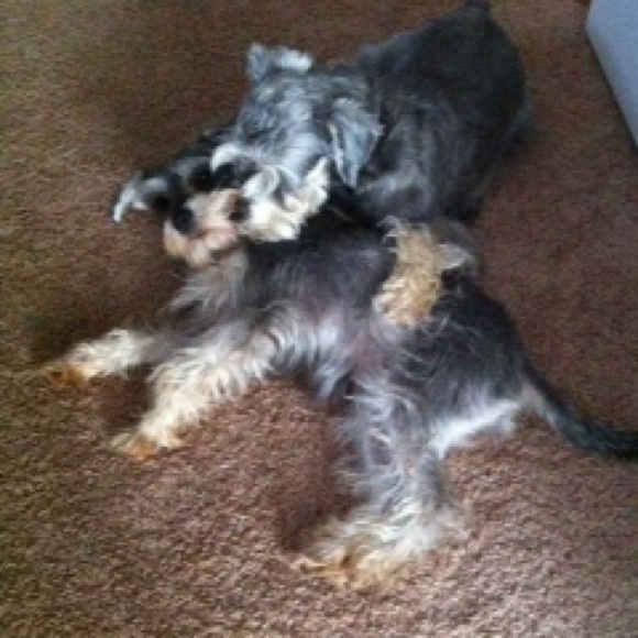 Just ME & my dogs Always words of WISDOM from God - Picture 5 of 8