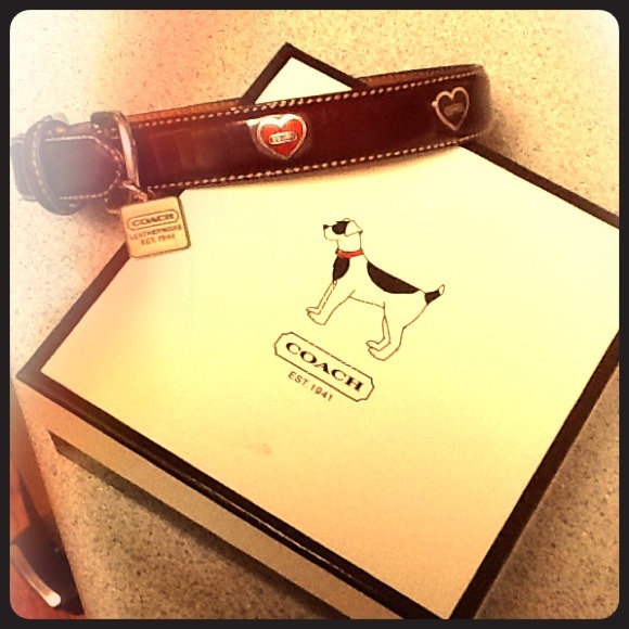 Coach dog collar 🐶🐶🐶