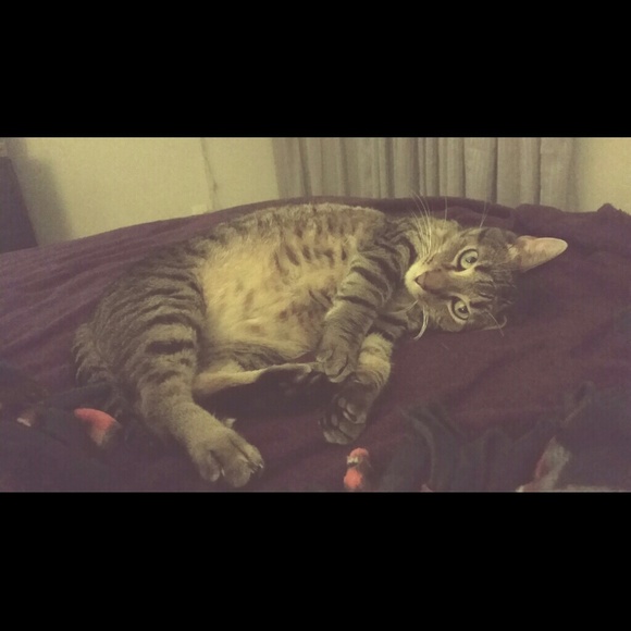 Pre-Warning w Animal Allergies! - Picture 2 of 2