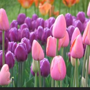 For queen 😊❤️