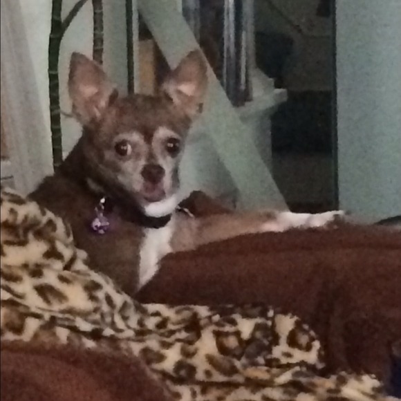 Chaquita RIP 🐾💐😩😭💔