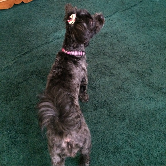 Lucy - Picture 3 of 4