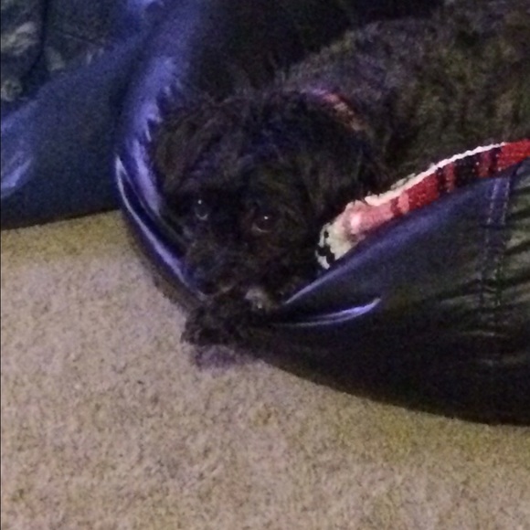 Lucy - Picture 4 of 4
