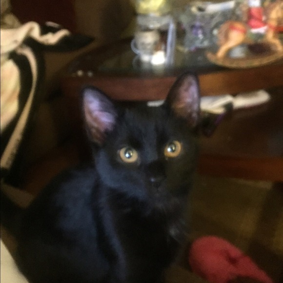 Feedback from Buyers Please☝️👍🙌🎈🎈🎈🎈🎈🎈🎈🎈 - Picture 3 of 4