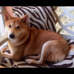 Sharing photos of my 1 yr old Shiba Inu- Nahla