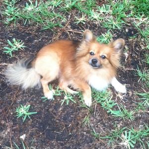 Photos of my 6yr old pomeranian pappillion mix