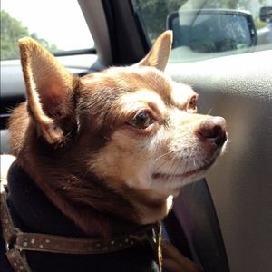 Photos of my 9yr old chihuahua- peanut