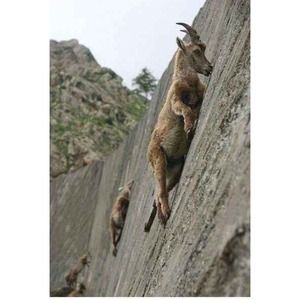 They crave that mineral