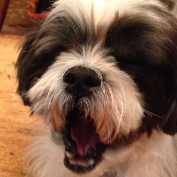 MY RESCUE DOG, NEO!  He is a cutie😊 But very sick - Picture 2 of 4