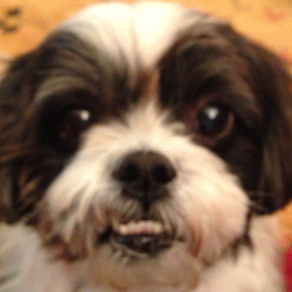 MY RESCUE DOG, NEO!  He is a cutie😊 But very sick - Picture 3 of 4