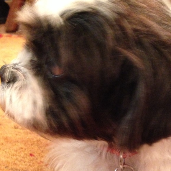 MY RESCUE DOG, NEO!  He is a cutie😊 But very sick - Picture 4 of 4