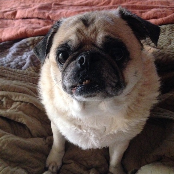 🛁🚿Clean Pug🛁🚿 - Picture 2 of 2
