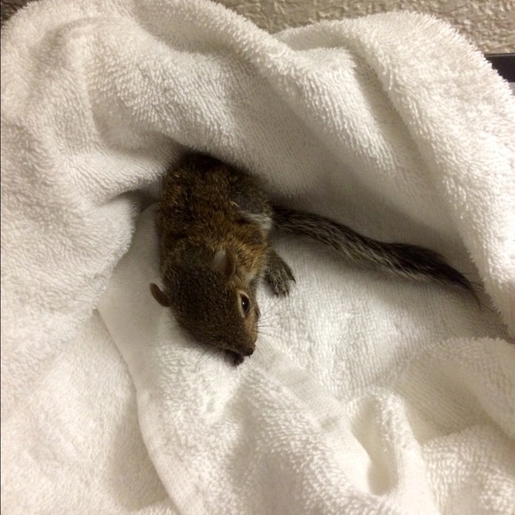 Saved this little guy from some cats - Picture 1 of 2