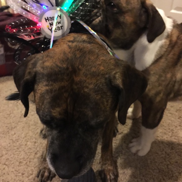 Meet the fur kids! - Picture 2 of 4