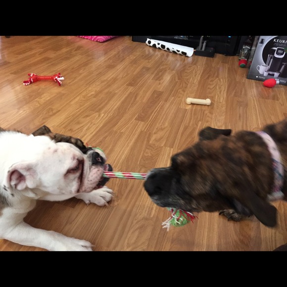 Meet the fur kids! - Picture 3 of 4