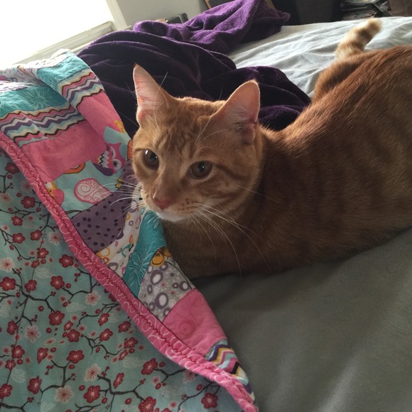 Meet the fur kids! - Picture 4 of 4