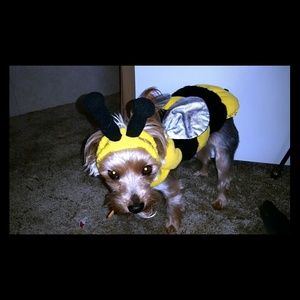 Dog costume Bundle
