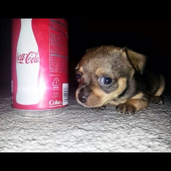 Just sharing our teacup chihuahua princess