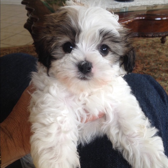 💘Meet My Puppy💘