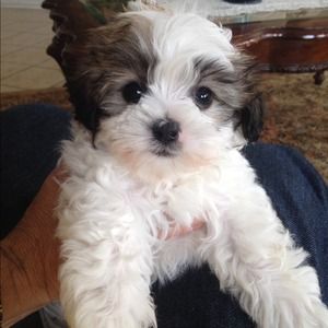 💘Meet My Puppy💘