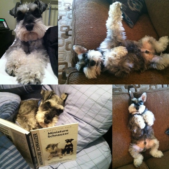 For Milo. ♥️ - Picture 4 of 6