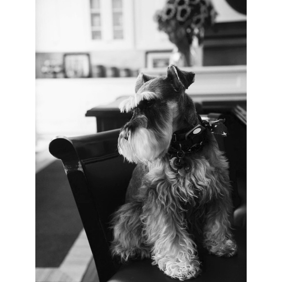 For Milo. ♥️ - Picture 1 of 6