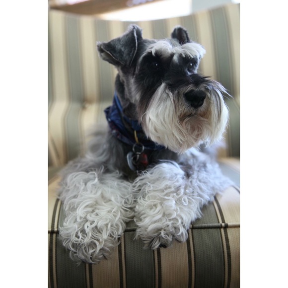 For Milo. ♥️ - Picture 2 of 6