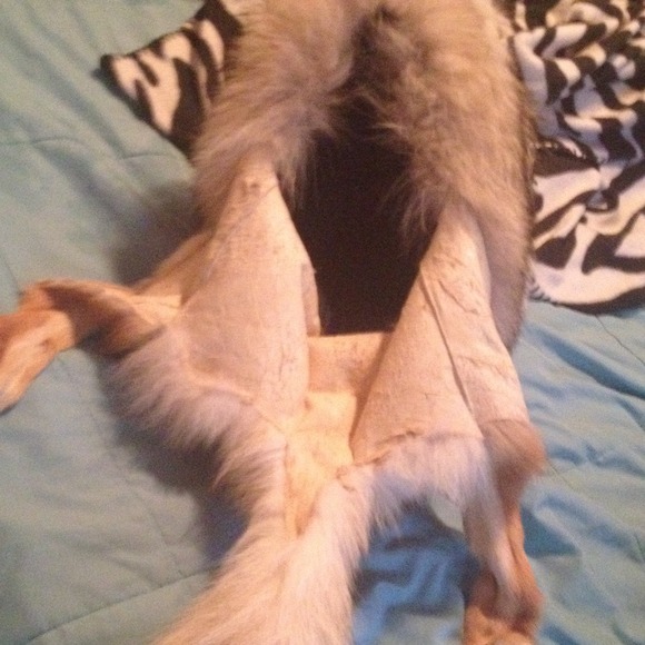 Coyote hat - Picture 2 of 2