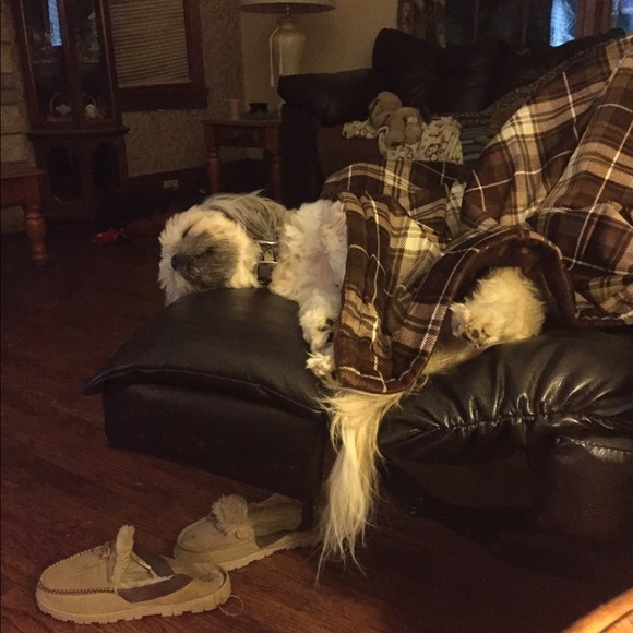 Just Sharing :-) my Shit-Zu thinks he's a human !