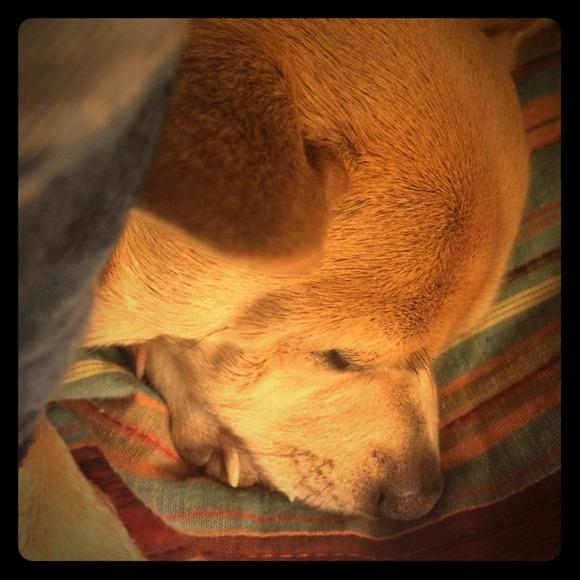 CUTEST PUPPY EVER!