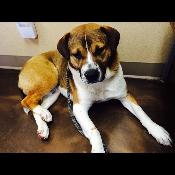 🔖 B1G1 FREE🔖 Aeropostale Chelsea bootcut jeans - Picture 3 of 4