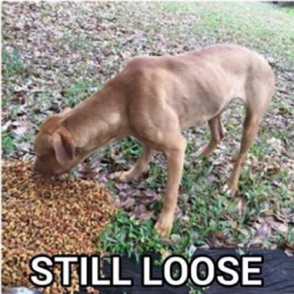 🔖 B1G1 FREE🔖 Aeropostale Chelsea bootcut jeans - Picture 4 of 4