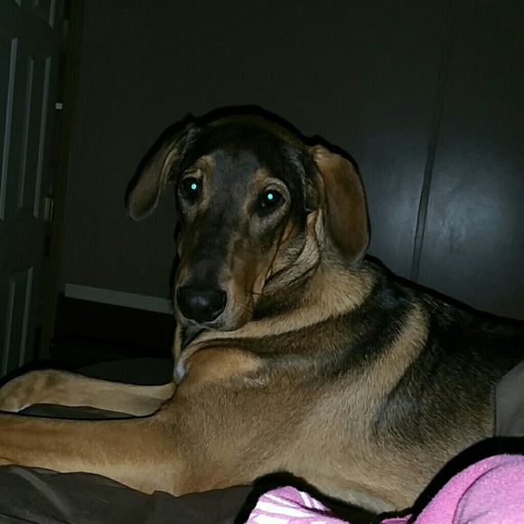 Puppy