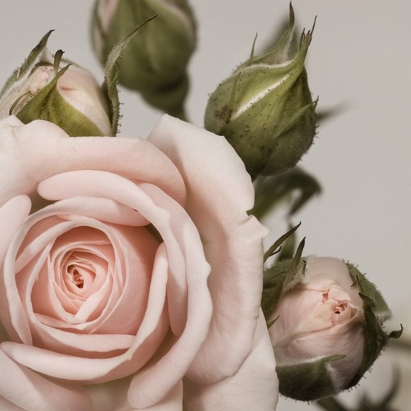 Bundle for Dakota123