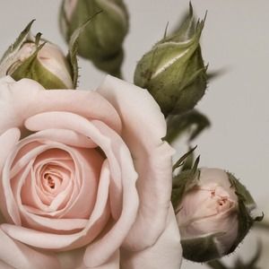 Bundle for Dakota123