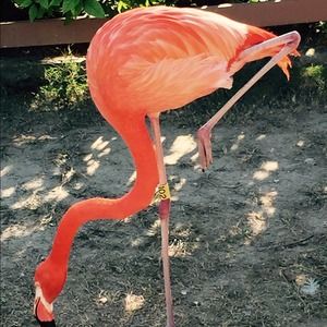 Will bundle! Make offers!! 🌴