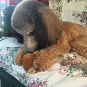 OLIVIA showing off her toy from CHARLEY boy