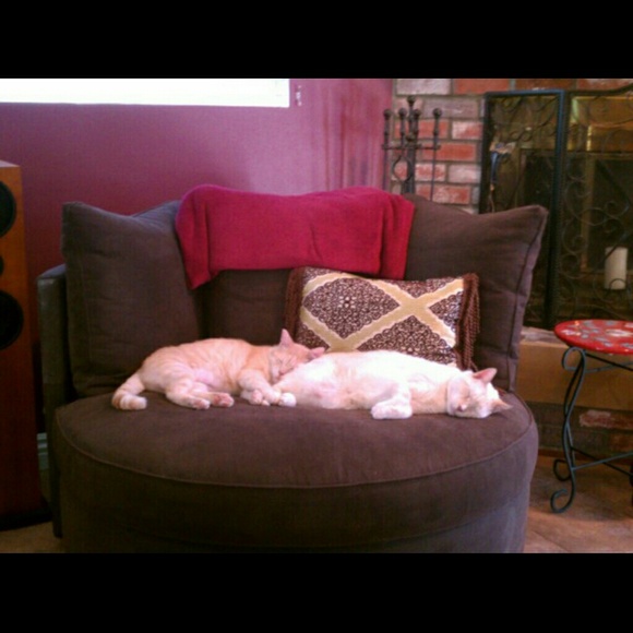 NOT FOR SALE! My two cream puffs!! 😻😽