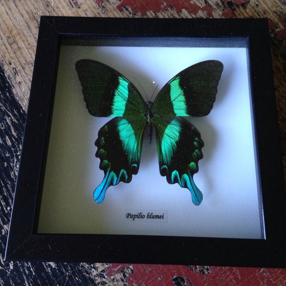Bits And Bugs Framed Papilio Blumei Butterfly