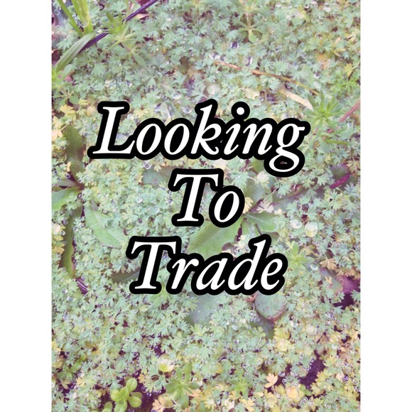 Hey guys! Everything in my closet is tradeable!