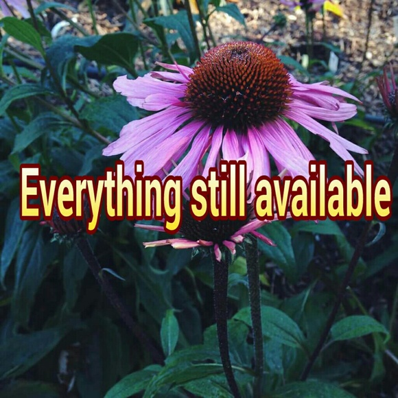 Everything still available