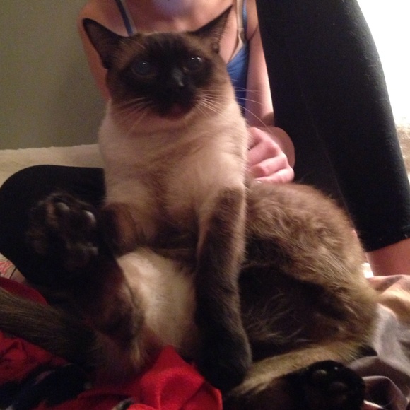 ❤️READ THIS!!!! ❤️this is my cat cake(: - Picture 2 of 4