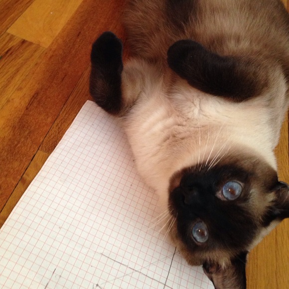 ❤️READ THIS!!!! ❤️this is my cat cake(: - Picture 4 of 4