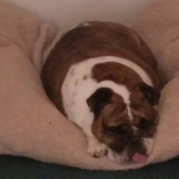 Meet my baby Rosie. - Picture 3 of 3