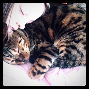 Meet my Asian Leopard